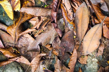 C6090159.jpg