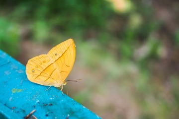 C6090227.jpg