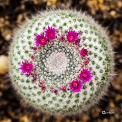 C3085339_1
