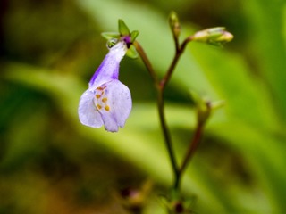 C3135664_1