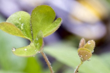 C3135671_1