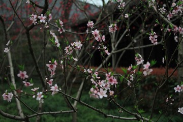 DP1451016.JPG