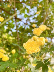 11010C85-DF80-4AFA-A3C1-D4A83D5C74D4/L0/001