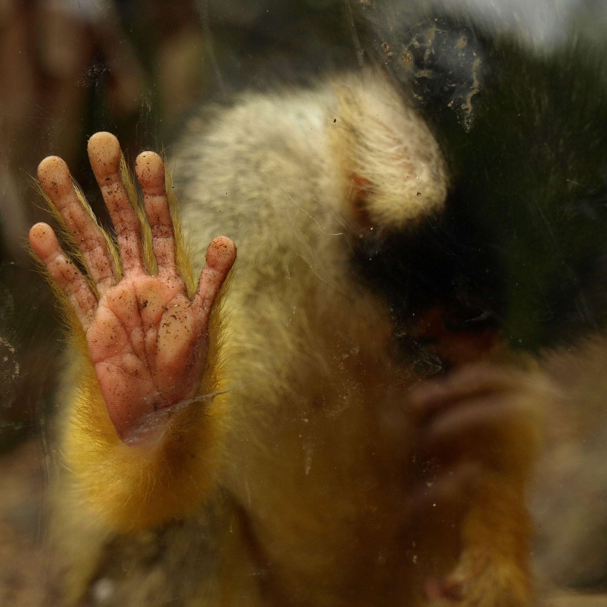 黑冠松鼠猴(black-capped squirrel monkey)伸出一只手,贴在玻璃上.