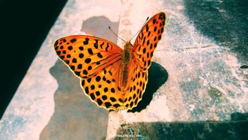 DSCF5404.jpg