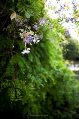 DSC_1007.jpg