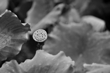 DSC_0111.jpg