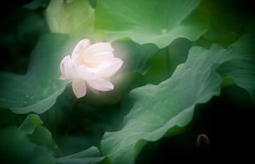 120602-茶亭小宝-1526.jpg