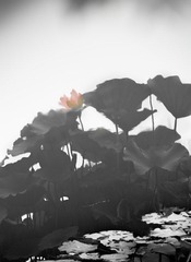 120602-茶亭小宝-1622-2.jpg
