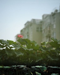 120602-茶亭小宝-1647.jpg