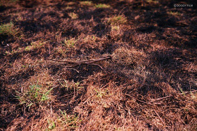 野拍<br />
Rollei 35RF<br />
Nokton40/1.4<br />
Fuji C200