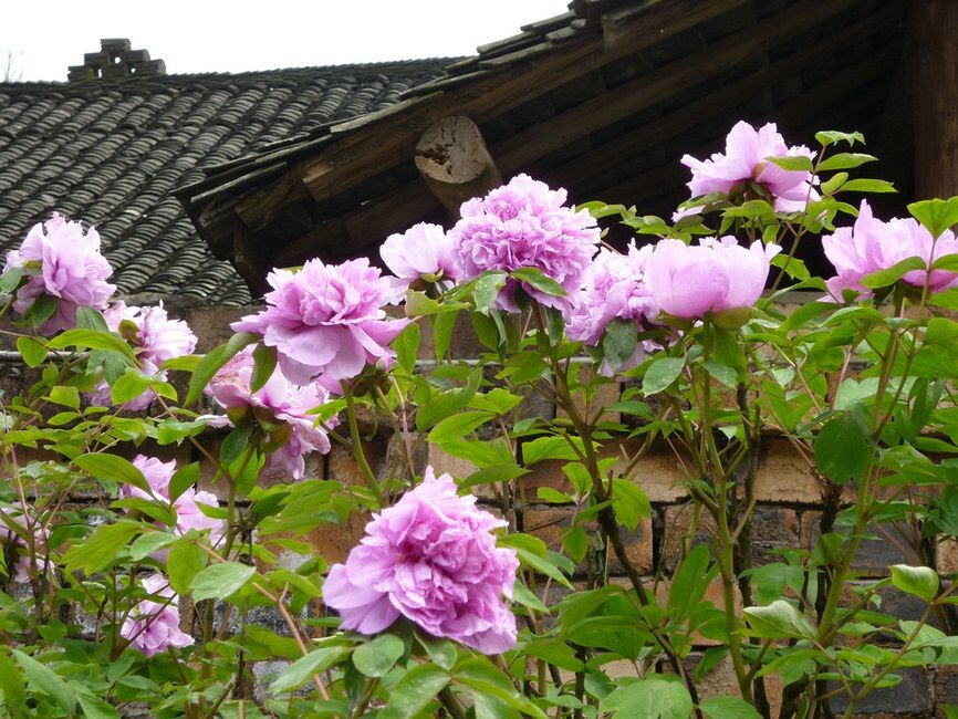 P1000454<br />
