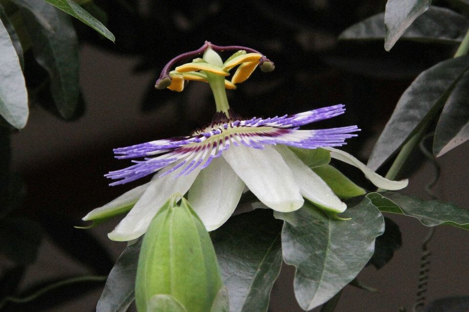 IMG_0865_副本.JPG