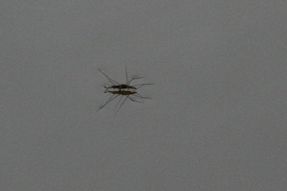 IMG_1575.JPG