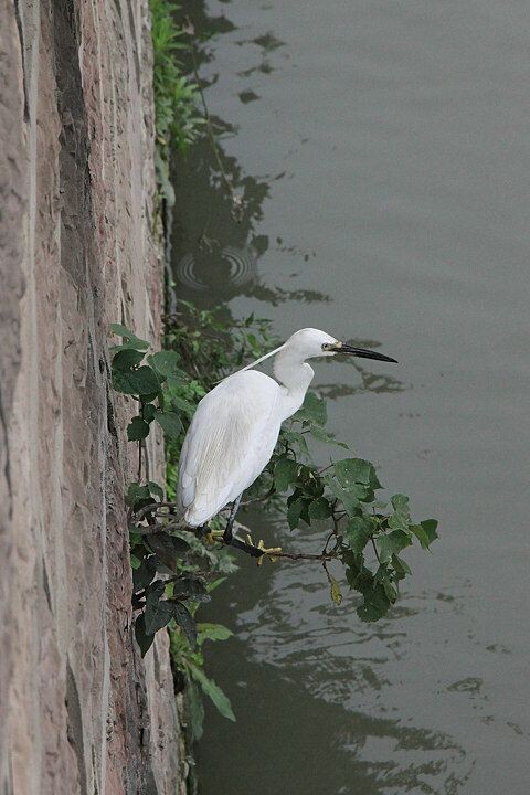 IMG_2199_<br />
