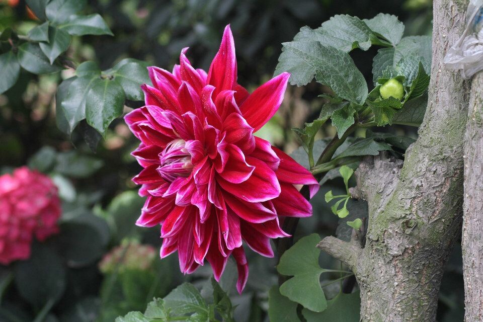 芍药<br />
