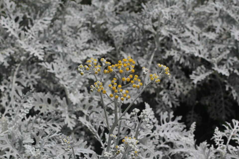 小花<br />
银白色带细绒毛的叶子，小小的黄花，不知道它的花名。