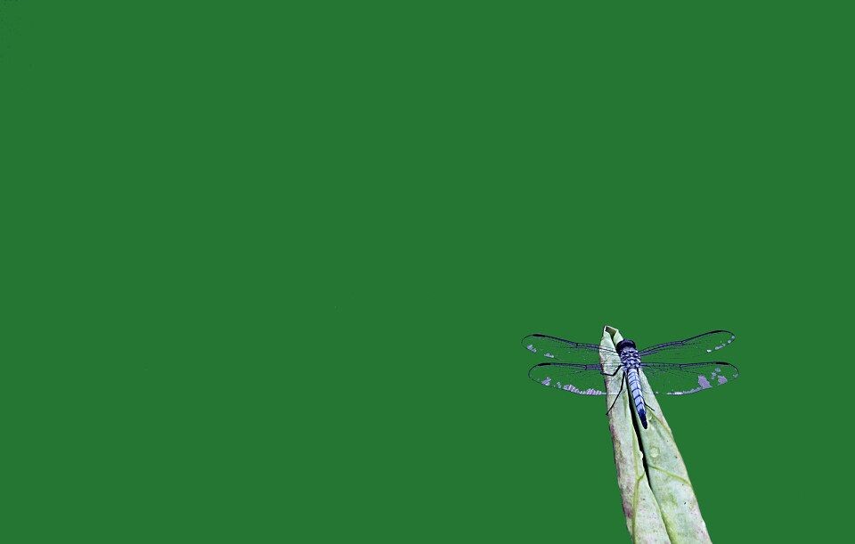 蜻蜓<br />
