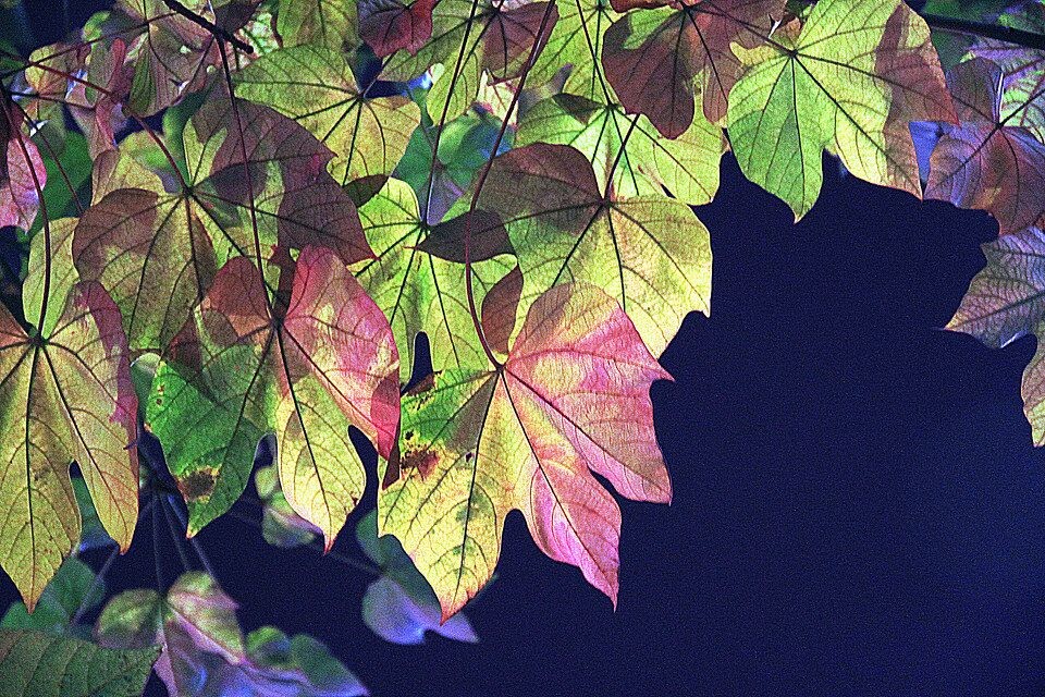IMG_1113_1<br />
