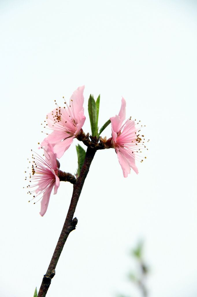 IMG_6536_<br />
