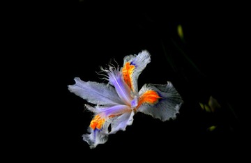 11樱花节 062.jpg