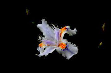 11樱花节 075.jpg