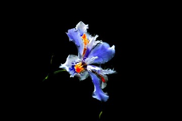 11樱花节 077.jpg