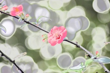 IMG_3456_HZPx.jpg