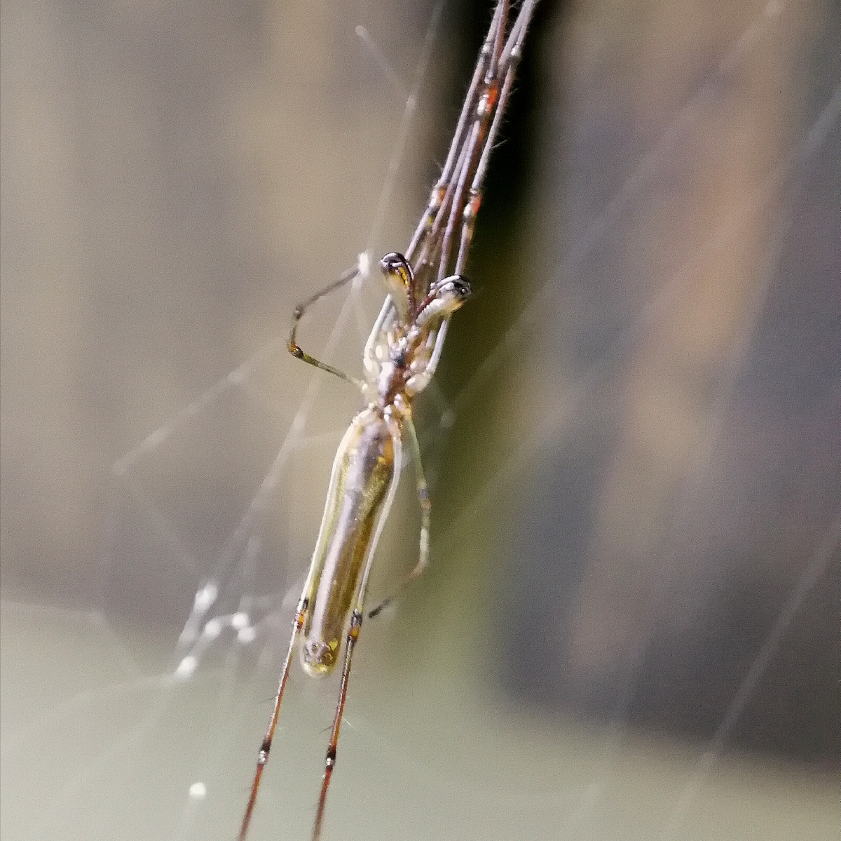 【自然微距】水蛛 - 三刀岭像