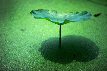 IMG_9047.JPG