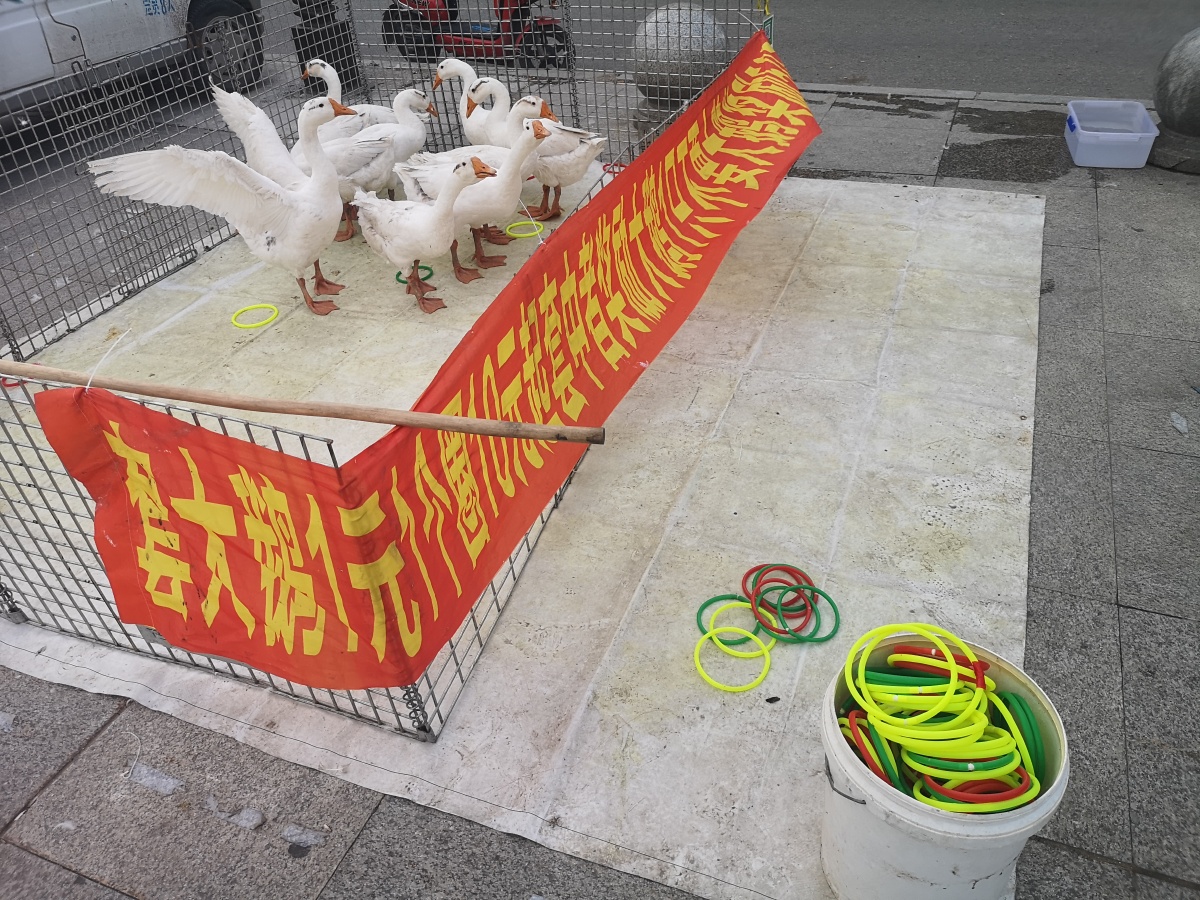 套圈游戏套大鹅