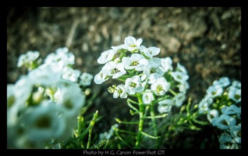 20130119_Botanic_Garden_0041.jpg