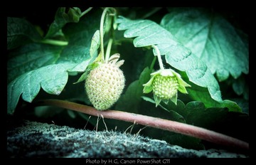 20130119_Botanic_Garden_0047.jpg