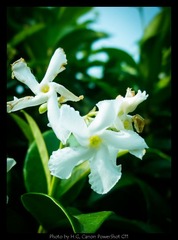 20130119_Botanic_Garden_0053.jpg