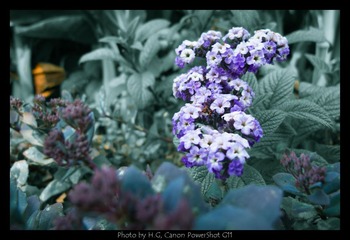 20130119_Botanic_Garden_0054.jpg