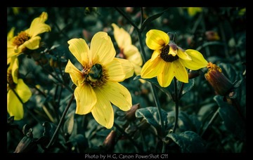 20130119_Botanic_Garden_0062.jpg