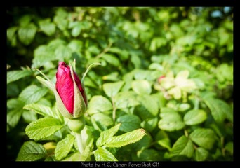 20130119_Botanic_Garden_0080.jpg