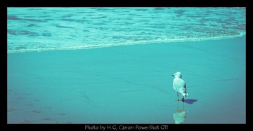 20130312_Hot_Water_Beach_0042.jpg