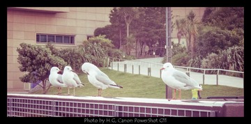 20130320_Wellington_0030.jpg
