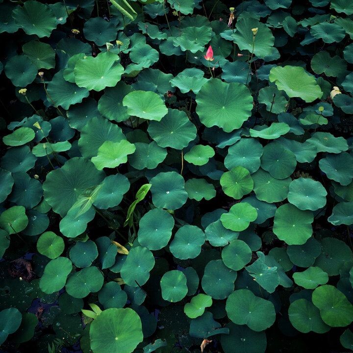 Green paradise<br />
