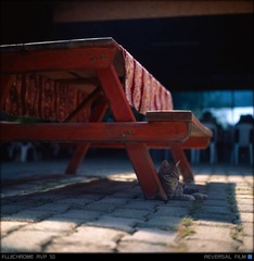 TURKEY 03-10