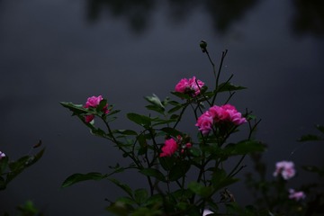 C11A81C6-029F-46FE-9440-CDE25B223497/L0/001