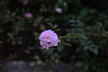 B7F68E95-4B11-40F4-B45B-C601F07E9F46/L0/001