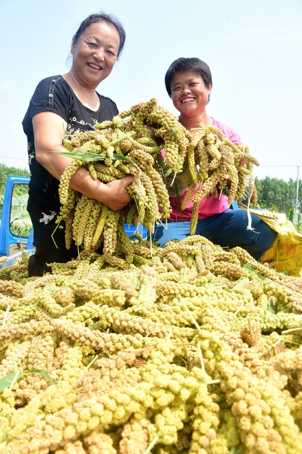 山东茌平:农业合作社春谷子丰收 收获忙