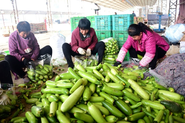 山东阳谷鲁阳蔬菜走四方带动7万菜农致富
