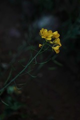 C37B7D37-0C4D-4B43-B9A5-A5A1DFEDC52E/L0/001