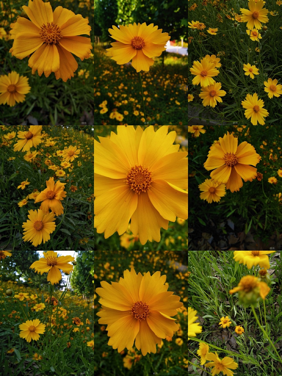 金鸡菊的花语:上进心和竞争心,象征着勤奋和活泼,有顽强拼搏的意义.