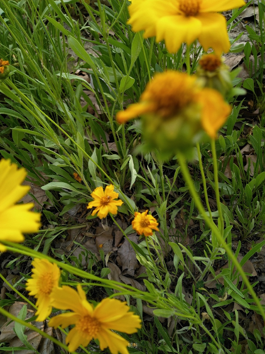 金鸡菊的花语上进心和竞争心象征着勤奋和活泼有顽强拼搏的意义不要
