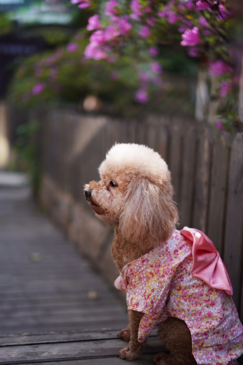 穿和服的狗狗