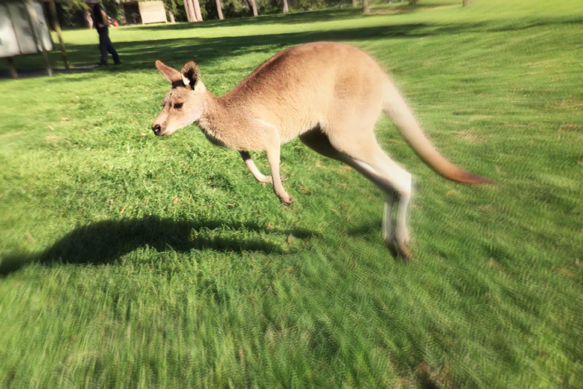 奔跑的袋鼠